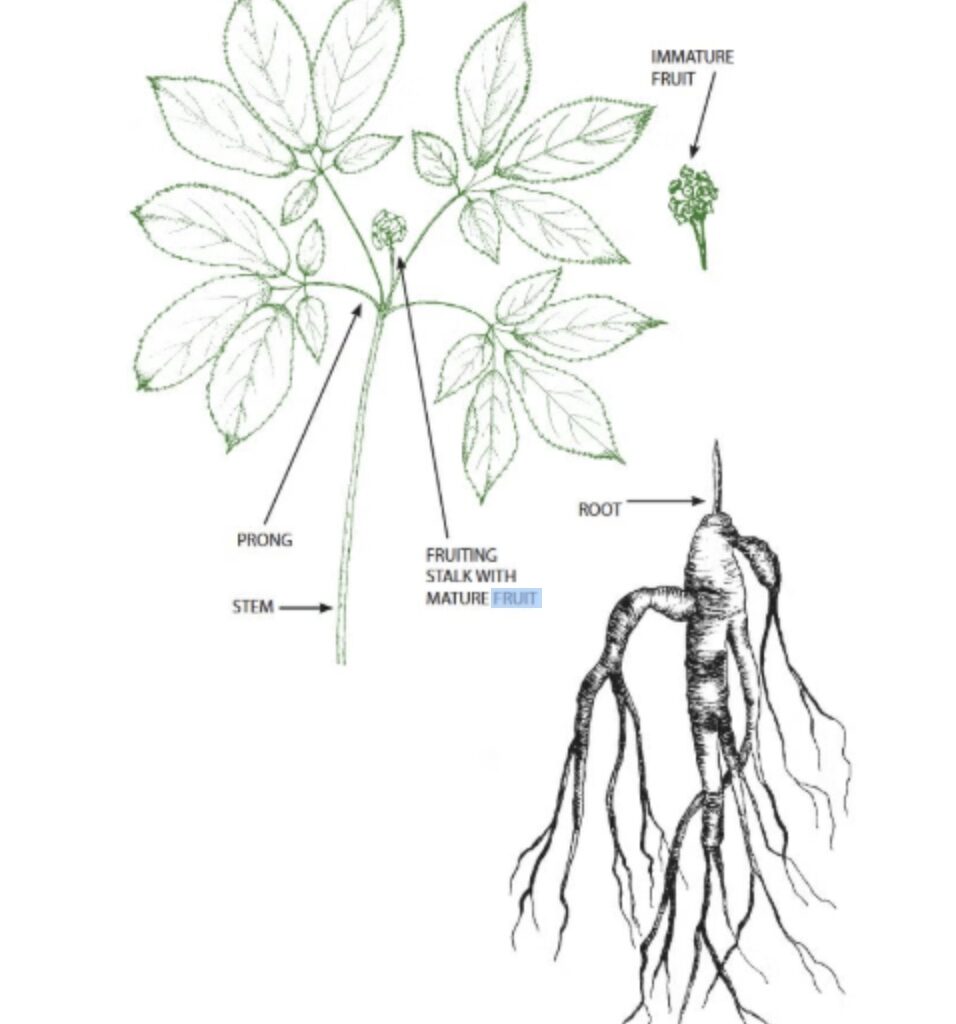 New Ginseng Regulations Take Effect July 1 in Missouri